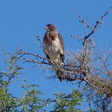 Hawk (Buteo regalis)