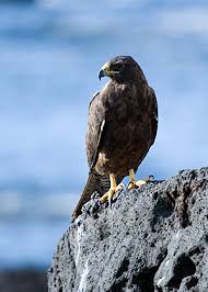 Hawk (Buteo galapagoensis)