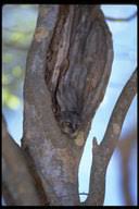 Lepilemur leucopus (3)
