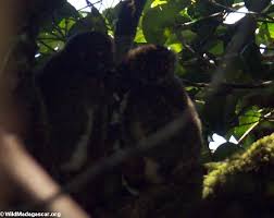 for Avahi laniger lemurs: