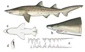 C. taurus. Carcharias