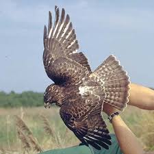 BUTEO PLATYPTERUS