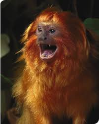 Leontopithecus rosalia