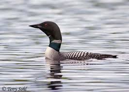 Common Loon - Gavia immer