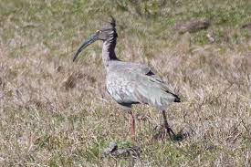 (Theristicus caerulescens)