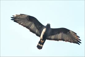 (Buteo albonotatus)