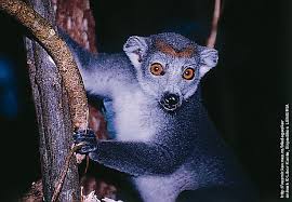 Lemuriformes (seznam