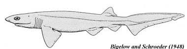 Genus - Hexanchus