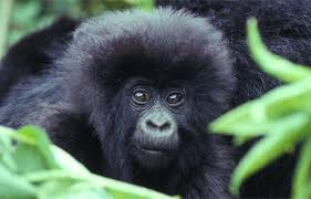 AWF: Mountain Gorilla