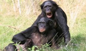 Pan Paniscus Apes, more