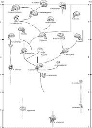 the family Hominidae,