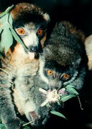 Lemur (Eulemur) mongoz
