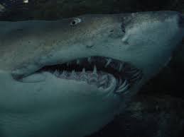 Carcharias taurus *** A