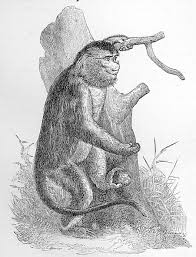 Cucullatus, Johnii,