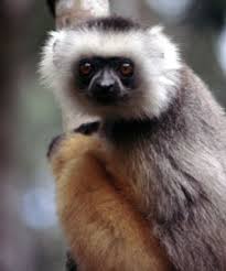 Propithecus diadema