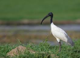 melanocephalus) is a