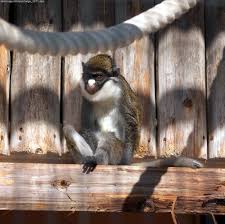 (Cercopithecus petaurista)