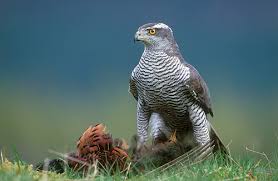 Goshawk (Accipiter gentilis)