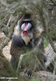 (Mandrillus sphinx)