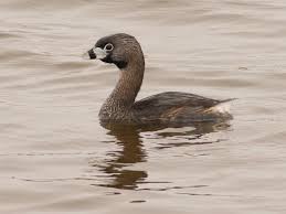Podilymbus podiceps