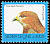 Buzzard Buteo auguralis