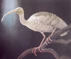 Giant Ibis, Pseudibis gigantea