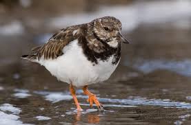 (Arenaria interpres)