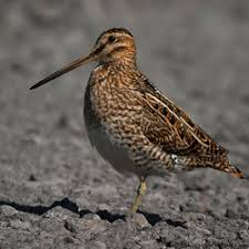 Gallinago hardwickii