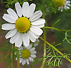 flores margaritas