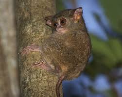 Spectral Tarsier (Tarsius