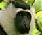 MONKEY (Colobus satanas):