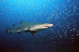 (Carcharias taurus) Underwater