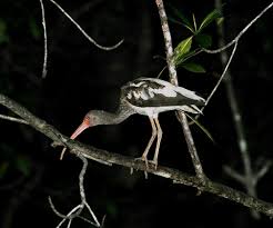 (Eudocimus albus) perched
