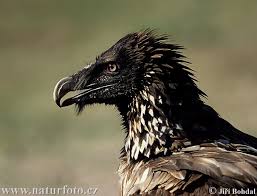 Gypaetus barbatus