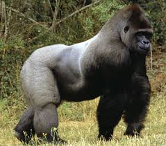 The western lowland gorilla