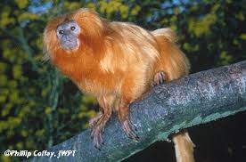 Leontopithecus rosalia