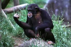 Pan troglodytes