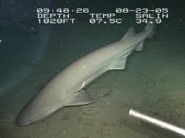 File:Hexanchus griseus.jpg