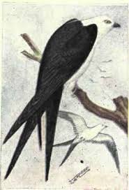 Elanoides Forficatus