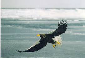 Haliaeetus pelagicus (Pallas)
