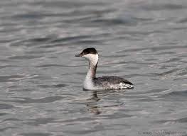 Podiceps a. auritus