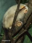 (Callithrix argentata)