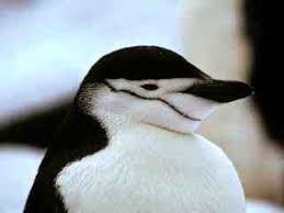 Pygoscelis antarctica