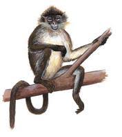 Image of: Presbytis melalophos