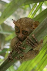 (Tarsius syrichta) - Wiki;