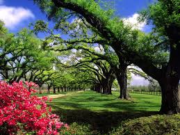 Boone Hall Plantation, South