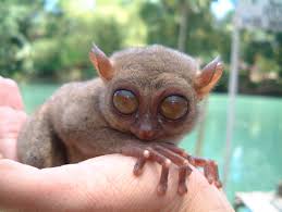 Pygmy (Tarsius Pumilus)