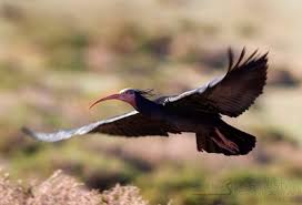 ibis (Geronticus eremita)