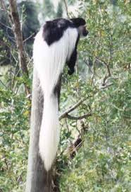 Colobus guereza