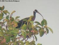 White-shouldered